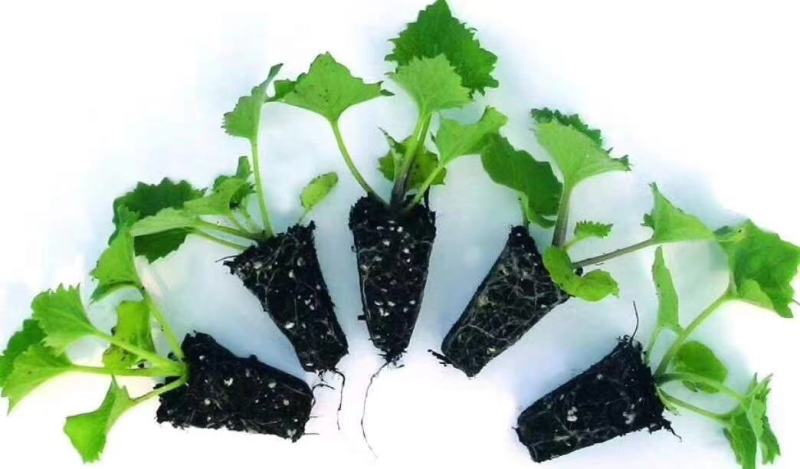 提供中花瓜叶菊种子，大花瓜叶菊种苗，混色，欢迎选购
