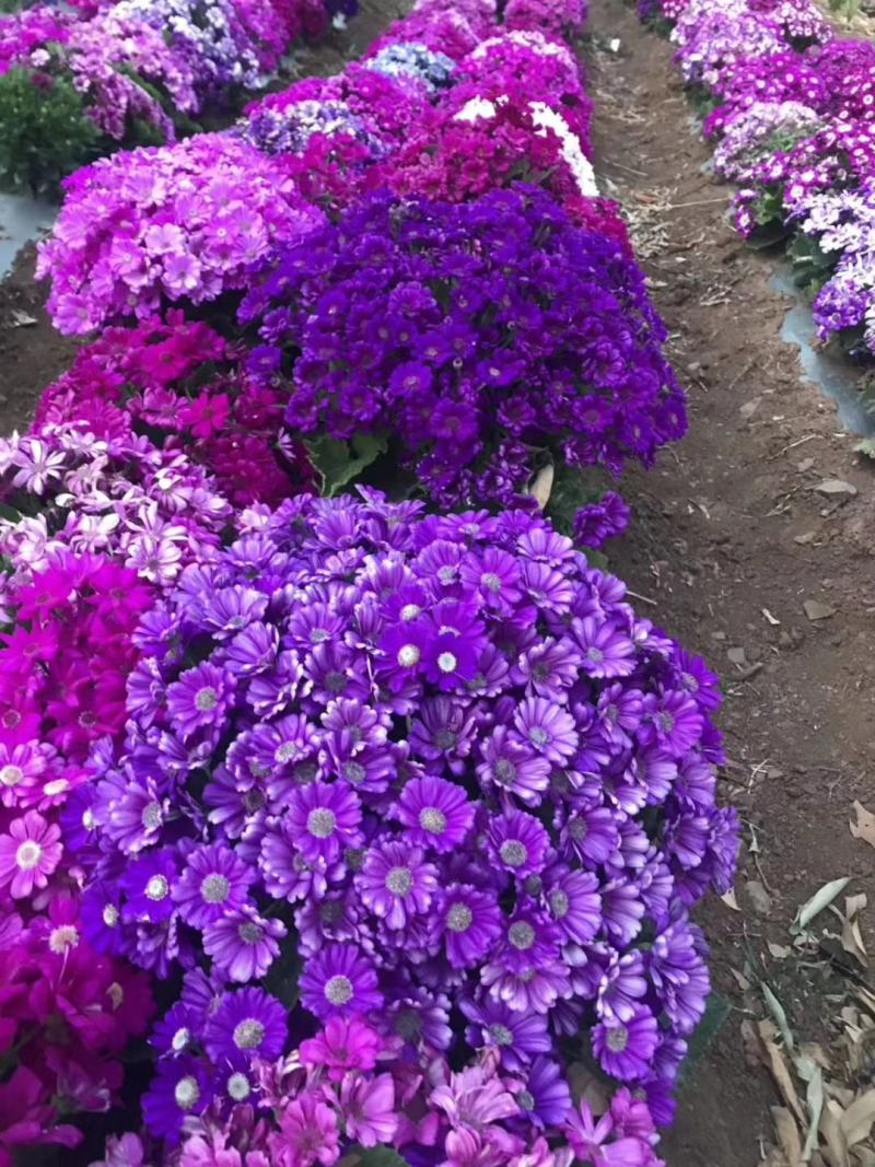 提供中花瓜叶菊种子，大花瓜叶菊种苗，混色，欢迎选购