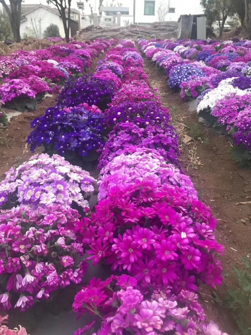 提供中花瓜叶菊种子，大花瓜叶菊种苗，混色，欢迎选购
