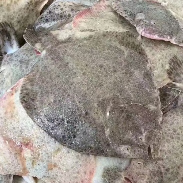 多宝鱼