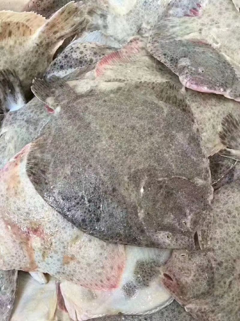 多宝鱼