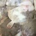 多宝鱼