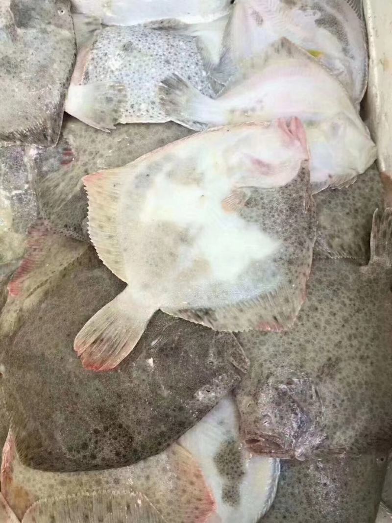 多宝鱼