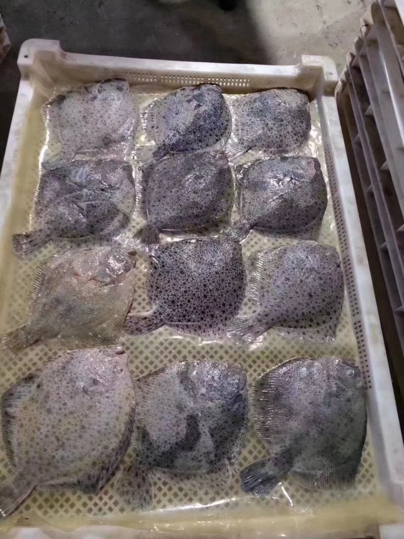 多宝鱼