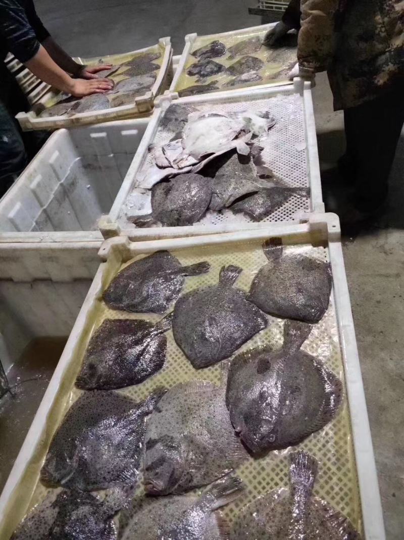 多宝鱼