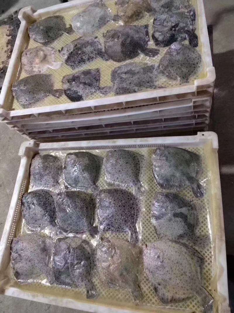 多宝鱼
