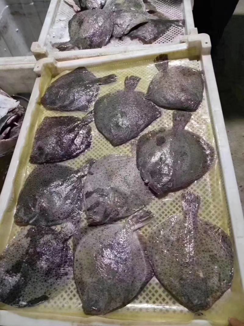 多宝鱼