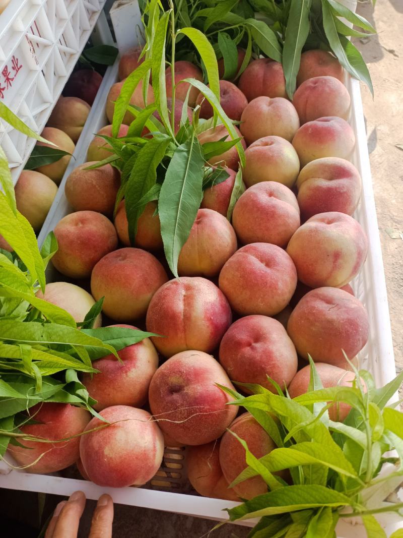 沙红桃