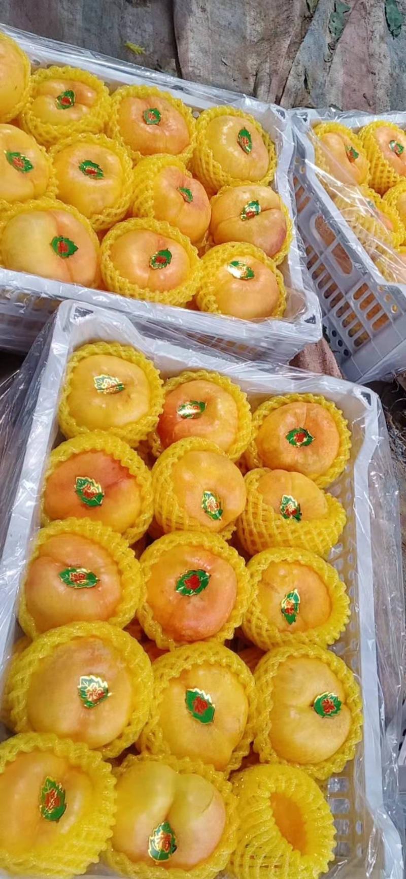 黄金蟠桃7-7油蟠桃6-6蟠桃黄油蟠桃陕西黄蟠桃