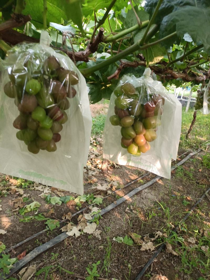 精品阳光玫瑰颗粒大口感好现采现发基地直供