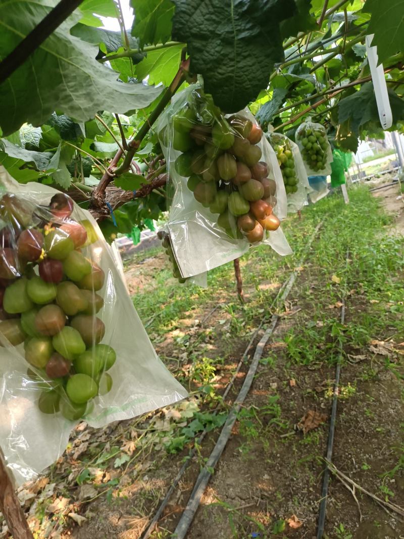 精品阳光玫瑰颗粒大口感好现采现发基地直供