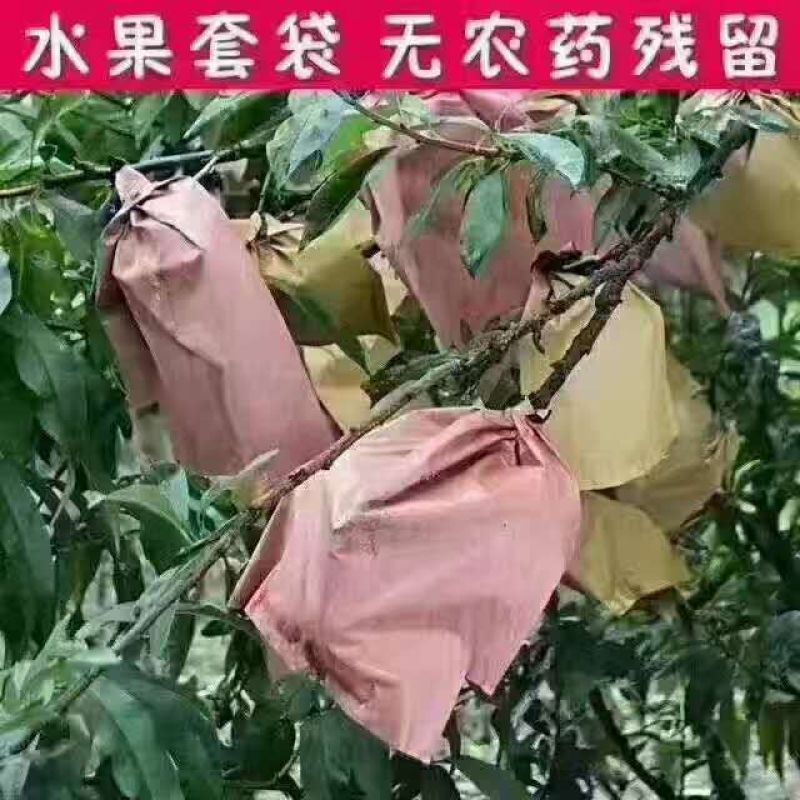 粤北山区黄金奈李
