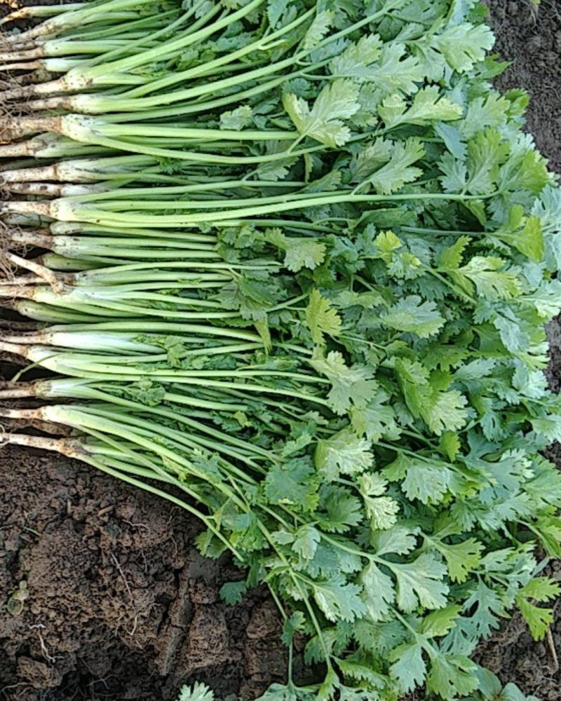 香菜大量供应