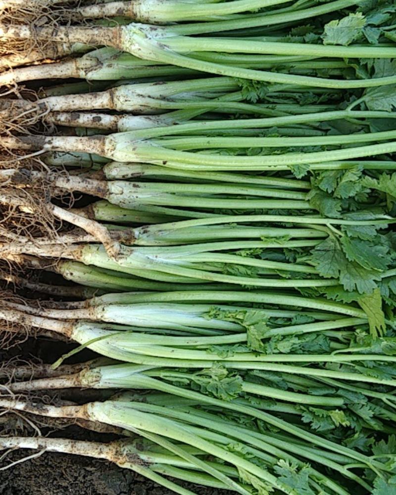香菜大量供应