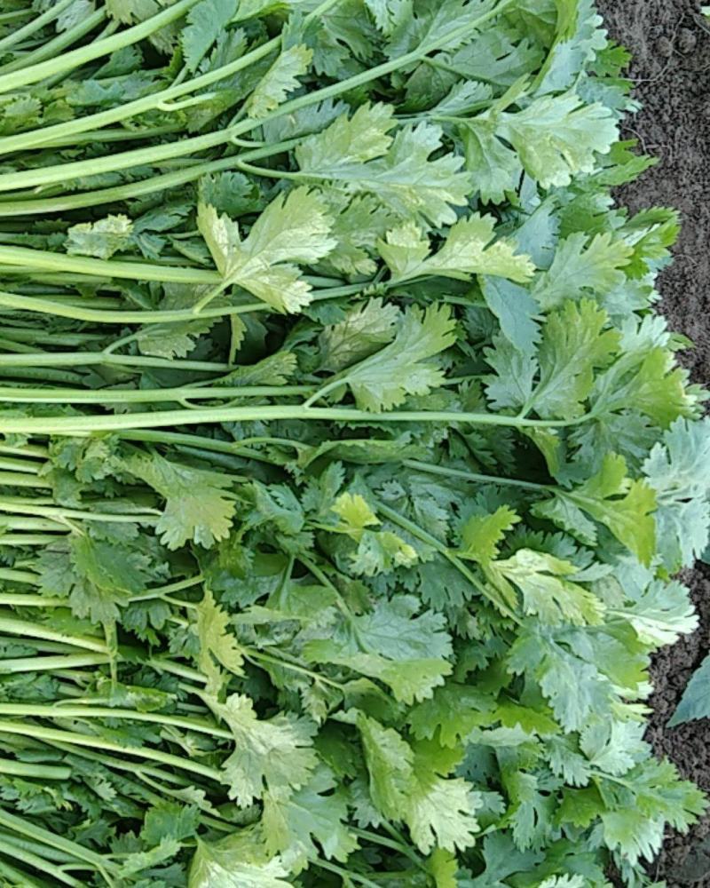 香菜大量供应