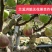 【无花果】精品波姬红无花果产地直销可视频看货代发全国