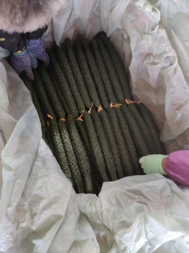 河北密刺黄瓜实力代收！合作共赢！用实力说话