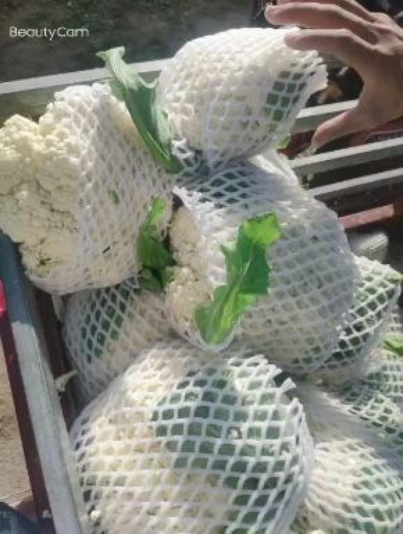 河北精品菜花，小米松花供各大超市市场耐运输储蓄，