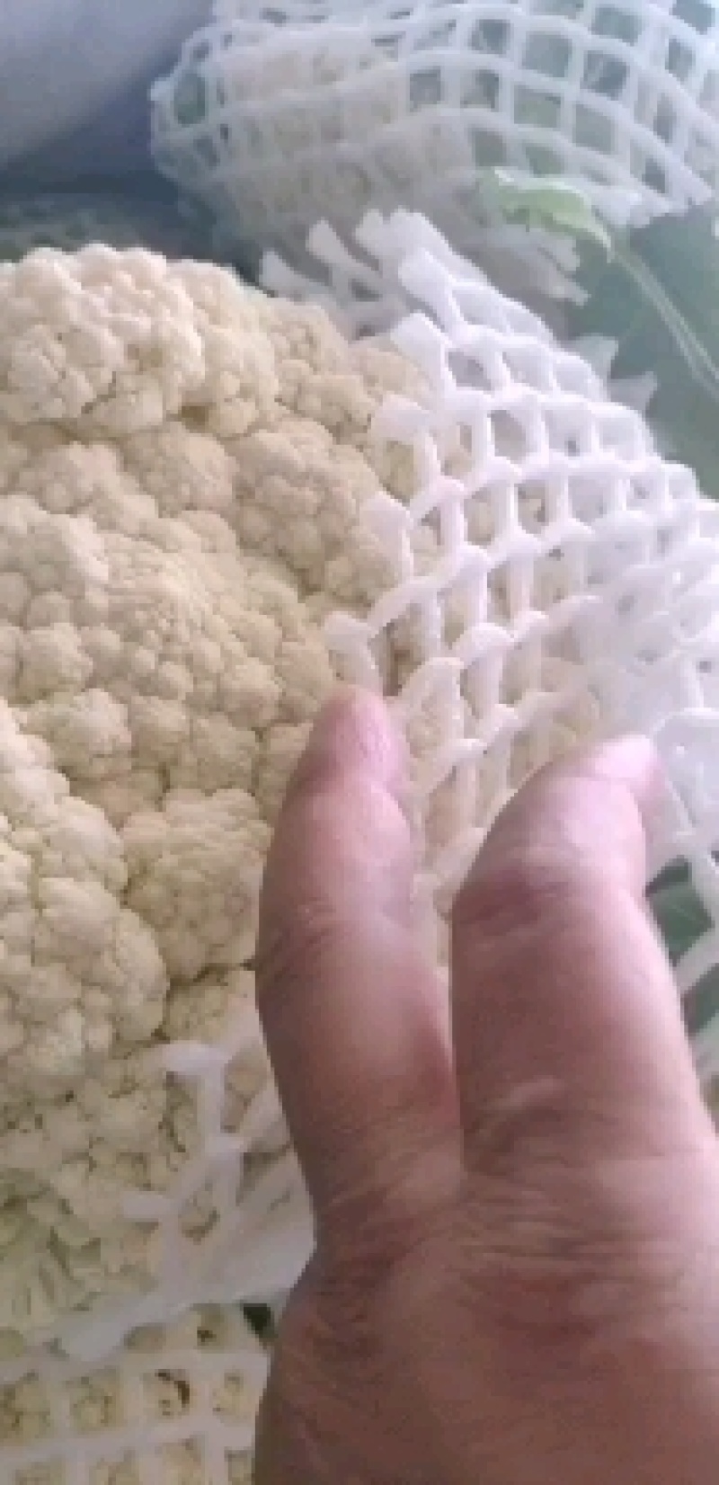 河北精品菜花，小米松花供各大超市市场耐运输储蓄，