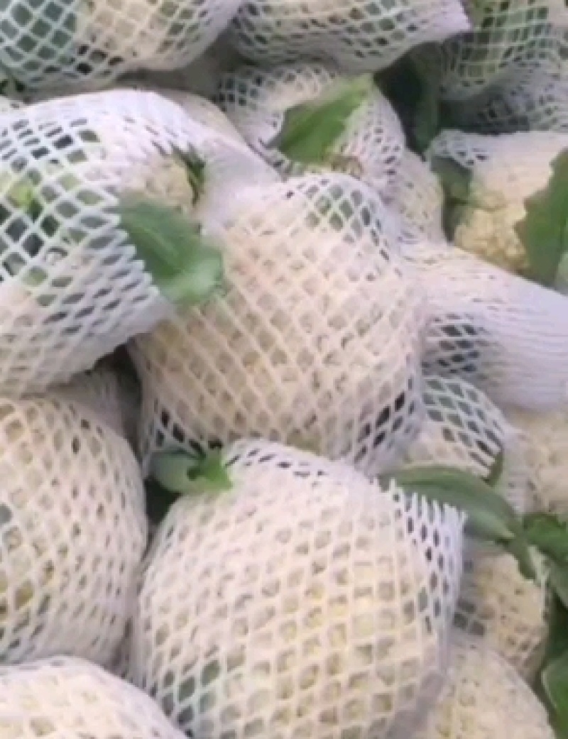 河北精品菜花，小米松花供各大超市市场耐运输储蓄，