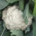 河北精品菜花，小米松花供各大超市市场耐运输储蓄，