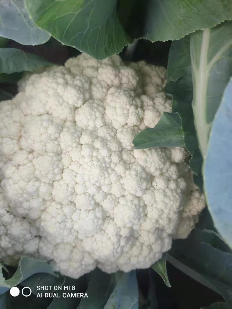 河北精品菜花，小米松花供各大超市市场耐运输储蓄，