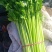 芹菜苗，法国皇后芹菜苗，何兰芹菜苗，等多个品种