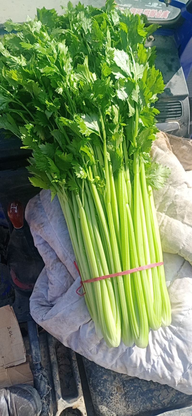 芹菜苗，法国皇后芹菜苗，何兰芹菜苗，等多个品种