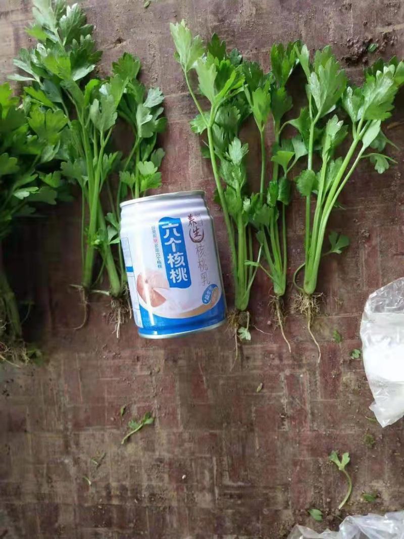 芹菜苗，法国皇后芹菜苗，何兰芹菜苗，等多个品种