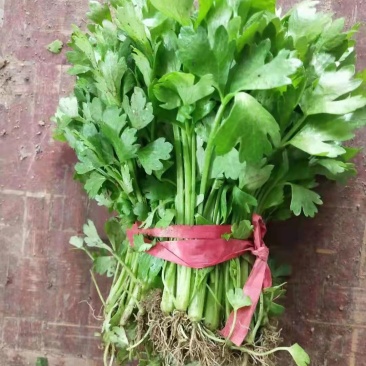 芹菜苗，法国皇后芹菜苗，何兰芹菜苗，等多个品种