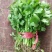 芹菜苗，法国皇后芹菜苗，何兰芹菜苗，等多个品种