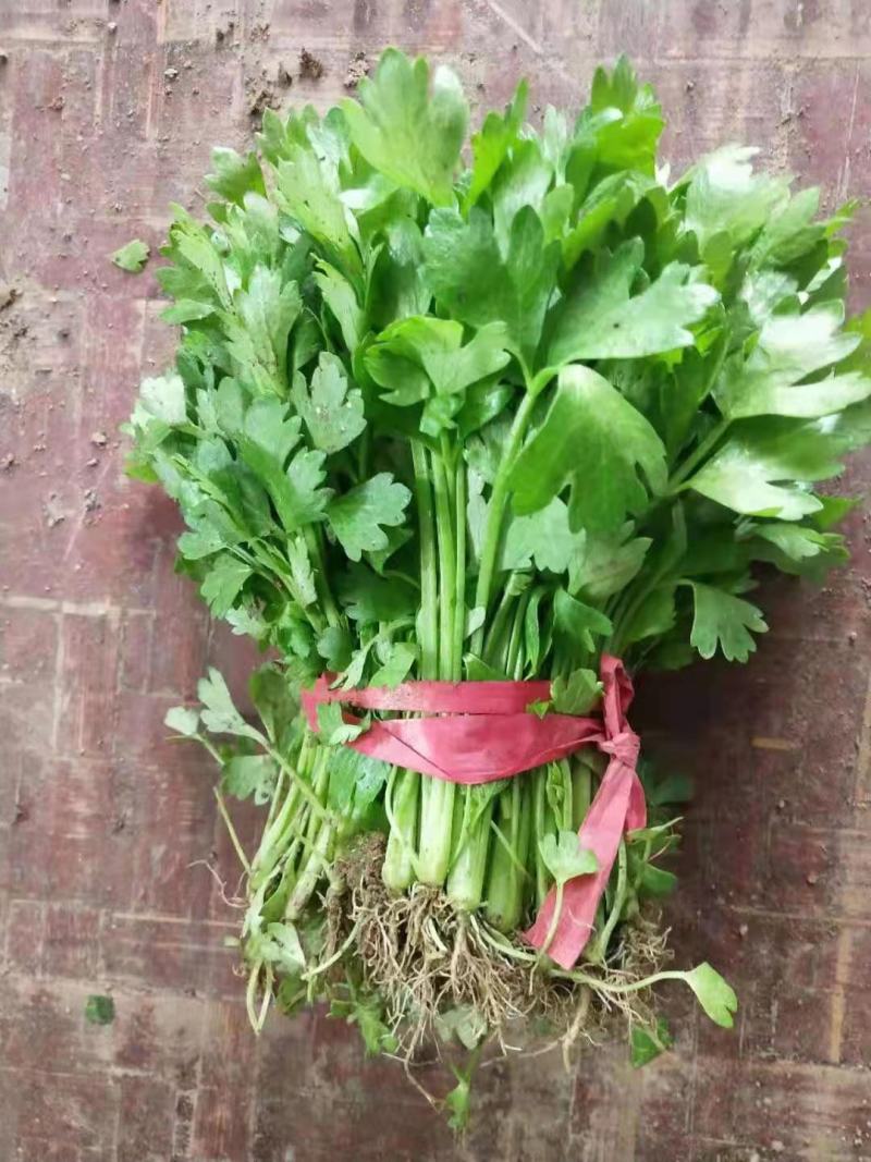 芹菜苗，法国皇后芹菜苗，何兰芹菜苗，等多个品种