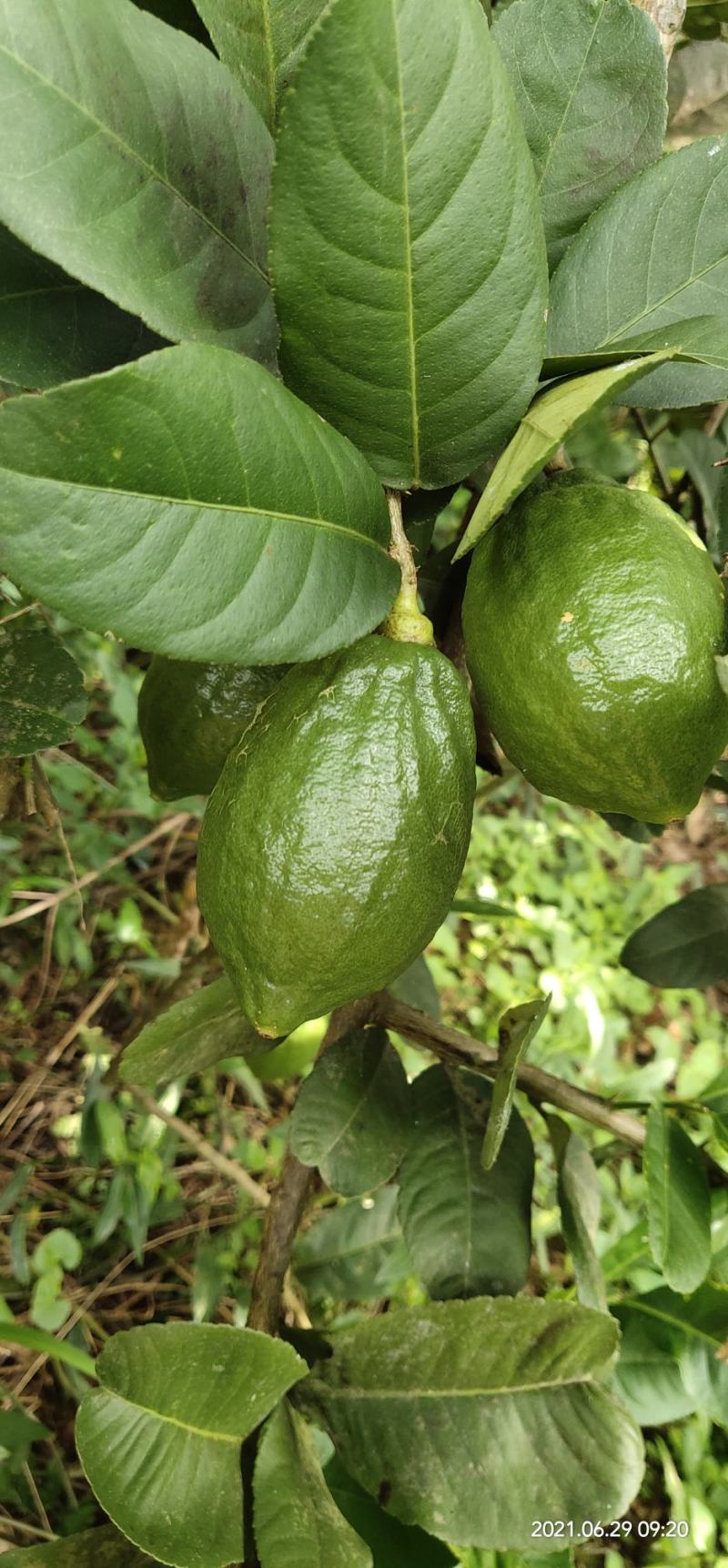 香水无核柠檬