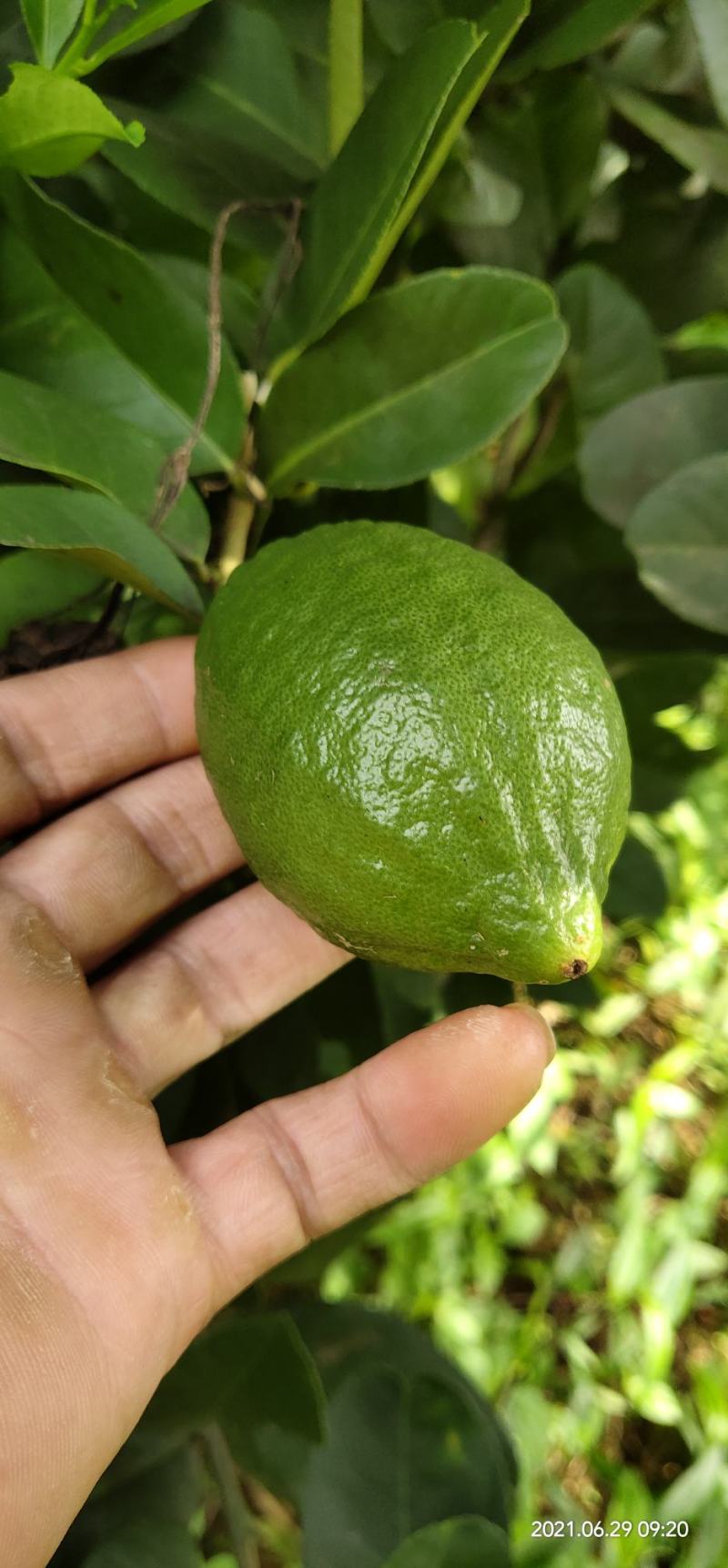 香水无核柠檬