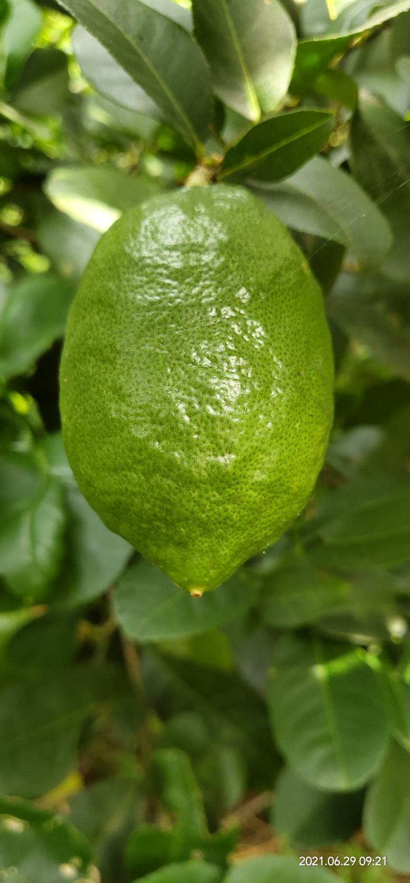 香水无核柠檬