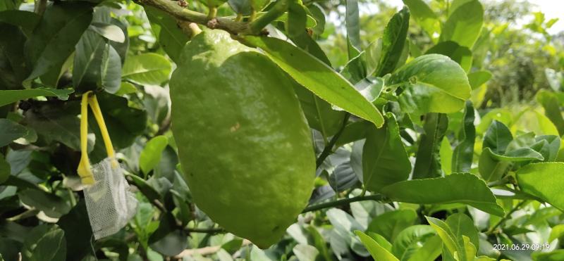 香水无核柠檬