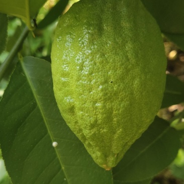 香水无核柠檬