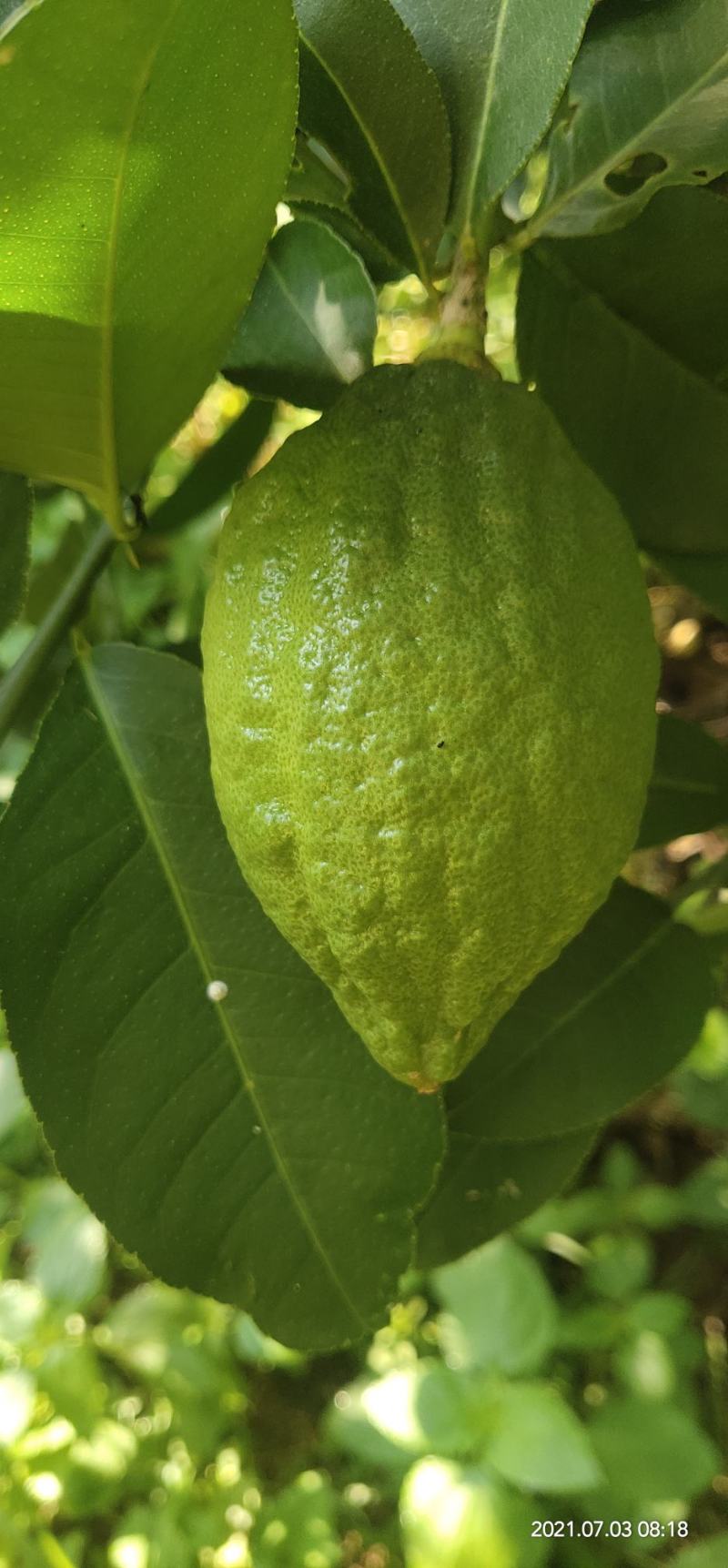 香水无核柠檬