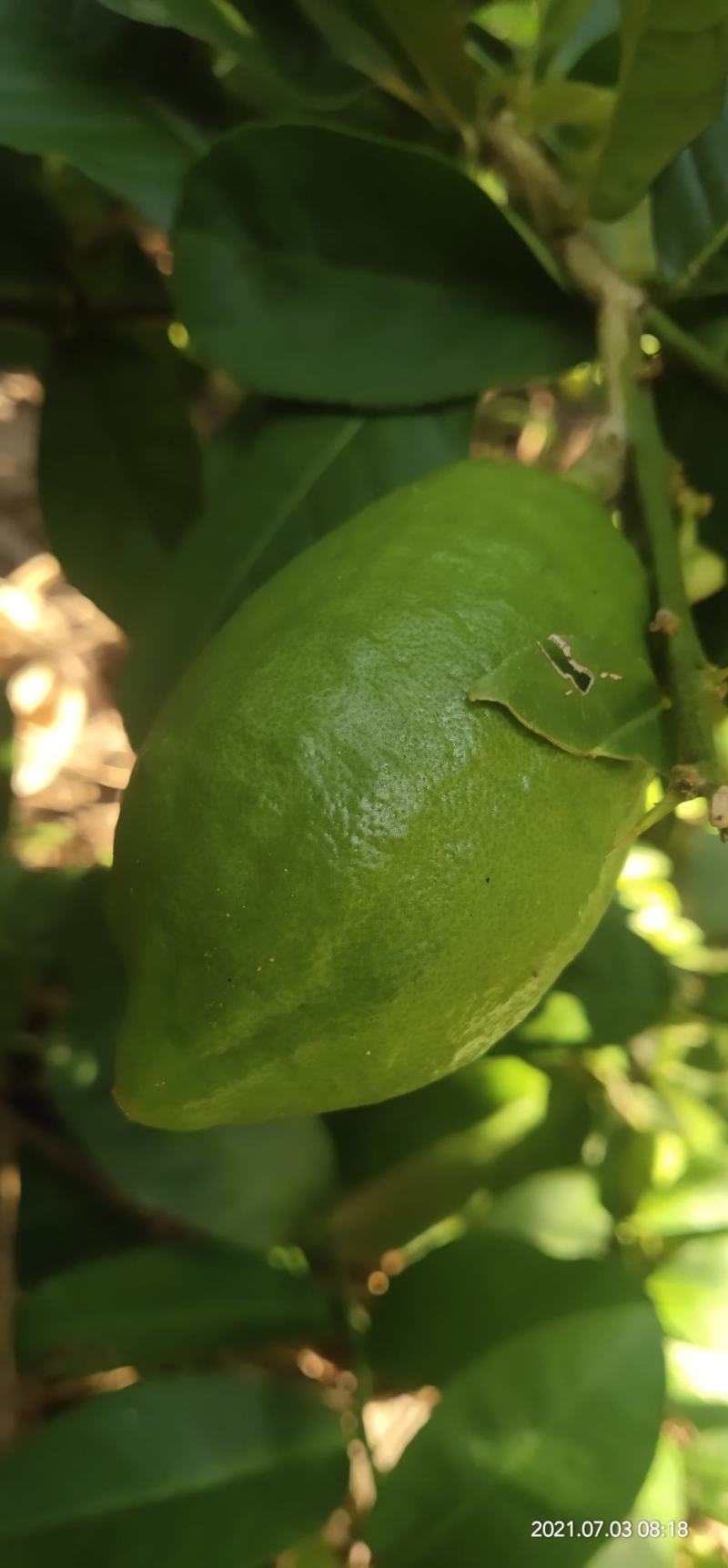 香水无核柠檬