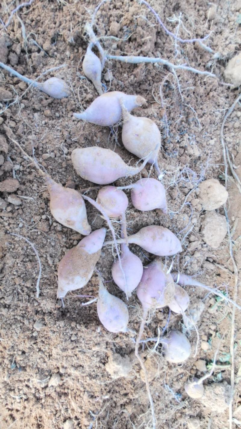 花叶紫罗兰
