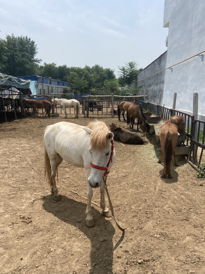 乘骑马蒙古马伊犁马三河马半血马景区用马旅游景点马