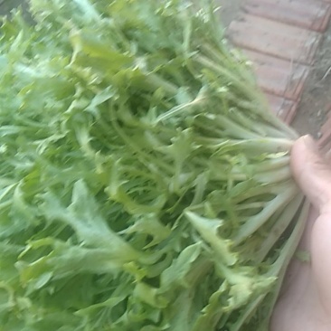坝上新鲜苦菊