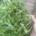 坝上新鲜苦菊