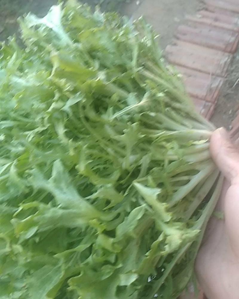 坝上新鲜苦菊