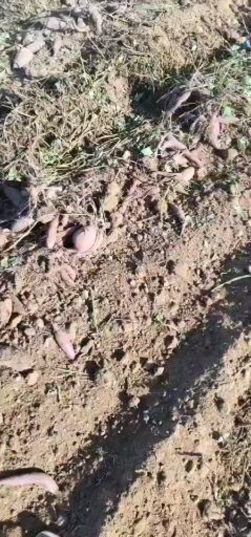 湛江紫薯小花叶电商货大量供应