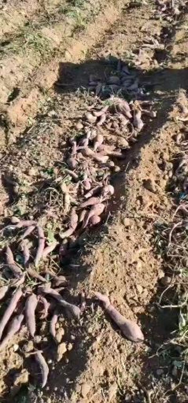 湛江紫薯小花叶电商货大量供应