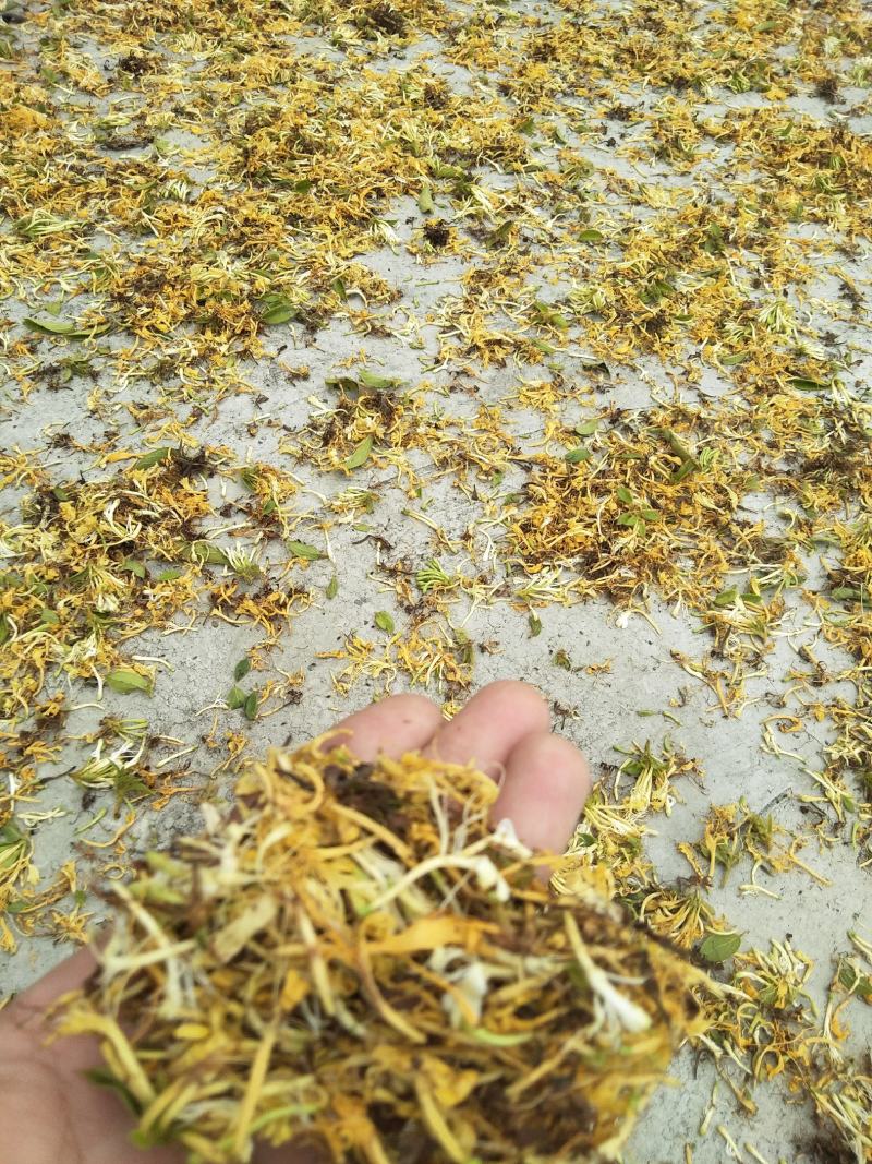 贵州山区金银花（花瓣、花籽、统花～太阳生晒）