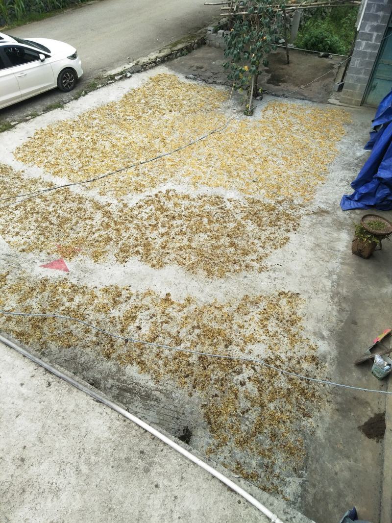 贵州山区金银花（花瓣、花籽、统花～太阳生晒）