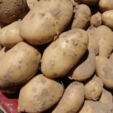 土豆精品西森土豆大量上市