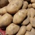 土豆精品西森土豆大量上市